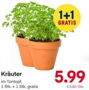MPreis Kräuter Angebot