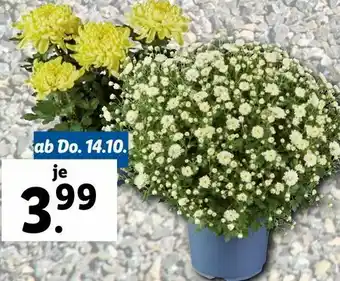 Lidl Deko Chrysanthemen Angebot