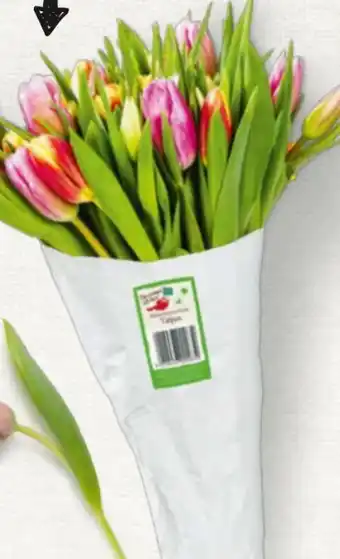 Billa Markttulpen Angebot