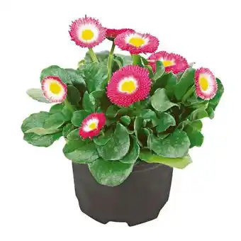 Hellweg Gänseblümchen Angebot