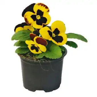 Hellweg Stiefmütterchen Angebot