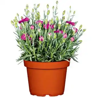 Hellweg Gartennelke Angebot