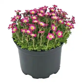 Hellweg Frühlingsstauden Angebot