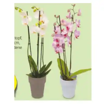 Hofer Orchidee versch. Blütenfarben HOFER 1 Stück Angebot