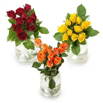 Hofer Fairtrade Edelrosen HOFER 10 Stück 1 Bund Angebot