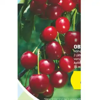 Hofer Obstbaum verschiedene Sorten HOFER 1 Stück Angebot