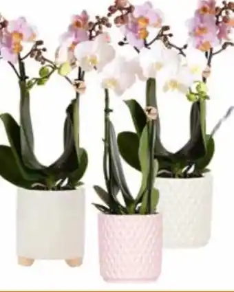 OBI Schmetterlingsorchidee Angebot