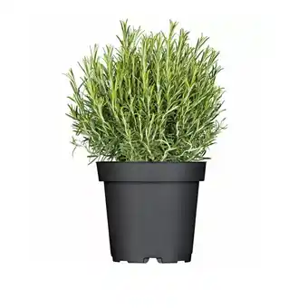 Hellweg Plantiflor italienische Kräuter versch. Sorten 526841 HELLWEG 1 Stück Angebot