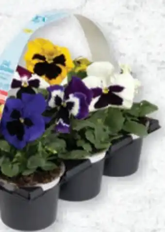 Lidl Stiefmütterchen Angebot