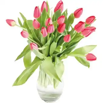 MPreis Tulpen MPREIS 20 Stück 1 Bund Angebot