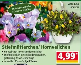 Norma Stiefmütterchen/ Hornveilchen Angebot
