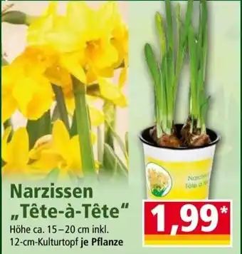 Norma Narzissen tete-a -tete Angebot