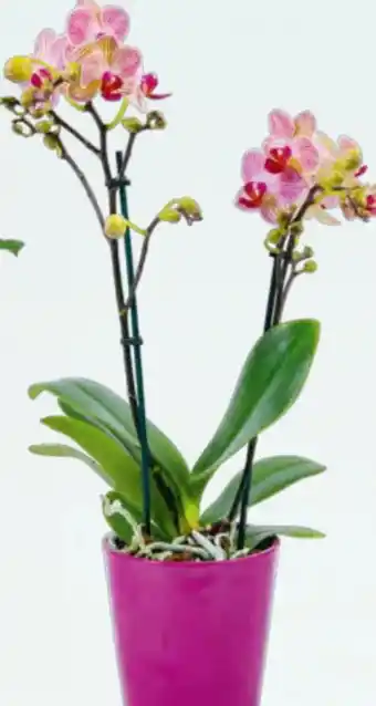 Billa Orchidee Multiflora Angebot