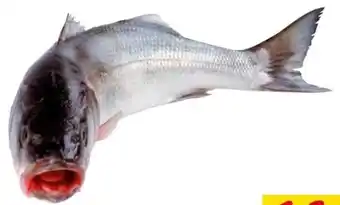 Transgourmet Wolfsbarsch Angebot