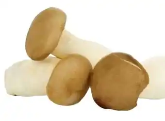 Transgourmet Bio Kräuterseitlinge Angebot