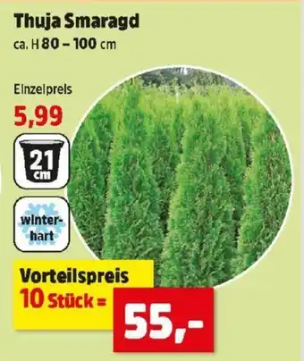 Thomas Philipps Thuja Smaragd H 80-100 cm Angebot