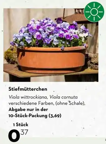 Bellaflora Stiefmütterchen Angebot