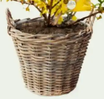 Bellaflora Korb Rattan Angebot