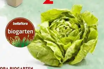 Kopfsalat