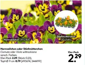 Hellweg Stiefmütterchen Angebot