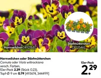 Hellweg Hornveilchen Angebot