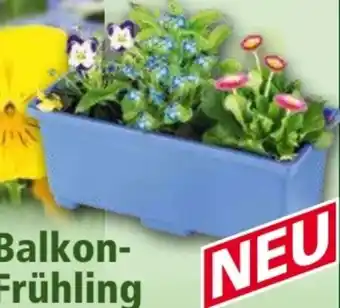 Norma Bunter Balkonkasten Frühling Angebot