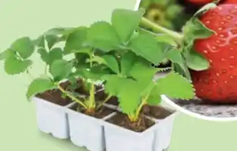 Hofer Erdbeerpflanzen Angebot