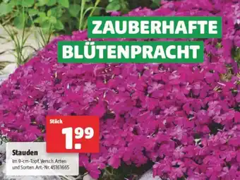 Hagebau Stauden Angebot