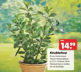 Hagebau Kirschlorbeer Angebot