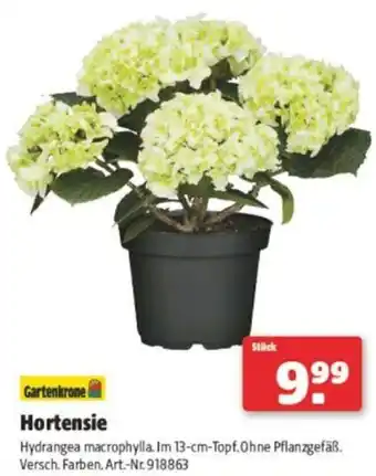 Hagebau Hortensie Angebot