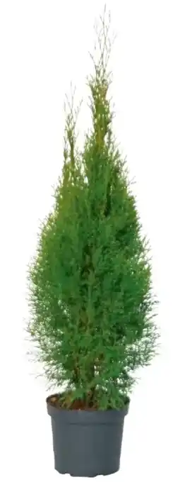 Metro Thuje Smaragd Angebot