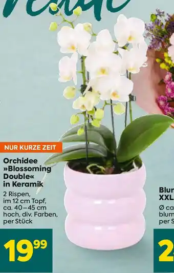 Billa Orchidee Blossoming Double in Keramik Angebot