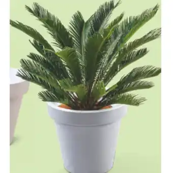 Hofer Belavi Bewässerungs-Blumentopf HOFER 1 Stück Angebot