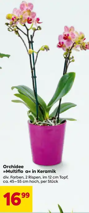 Billa Orchidee Multiflo in Keramik Angebot