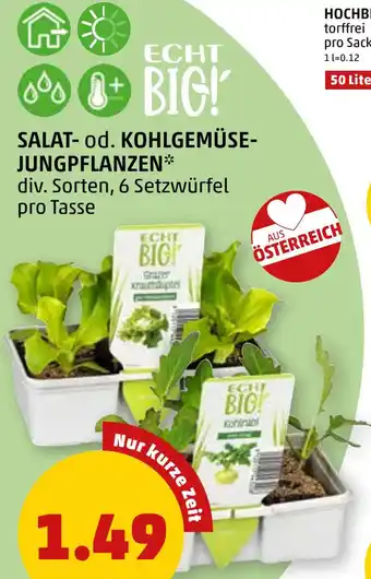 PENNY SALAT- od. KOHLGEMÜSE-JUNGPFLANZEN Angebot
