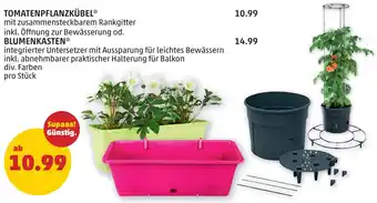 PENNY TOMATENPFLANZKÜBEL BLUMENKASTEN Angebot