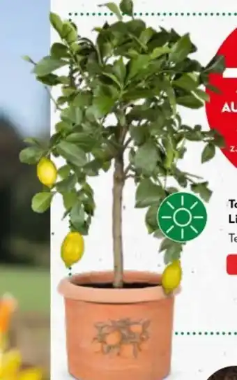 Bellaflora Topf Cilindro Angebot