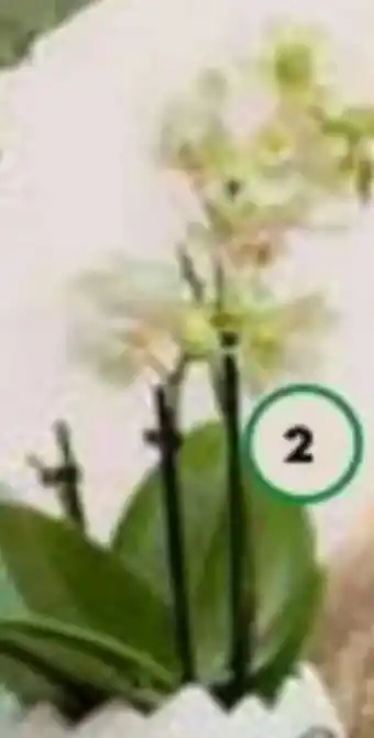 Mini-Orchidee
