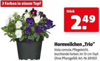 Hagebau Hornveilchen Trio Angebot