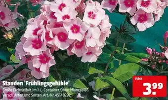 Hagebau Stauden Frühlingsgefühle Angebot