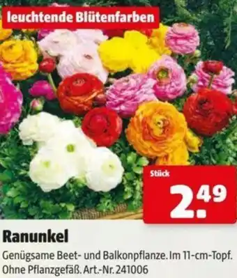 Hagebau Ranunkel Angebot