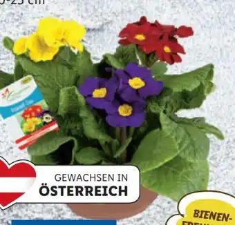 Lidl Primeln Angebot