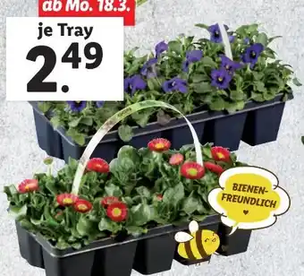 Lidl Frühlingsblüher Angebot