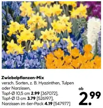 Hellweg Zwiebelpflanzen-Mix Angebot