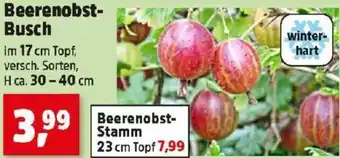 Thomas Philipps Beerenobst- Busch Angebot