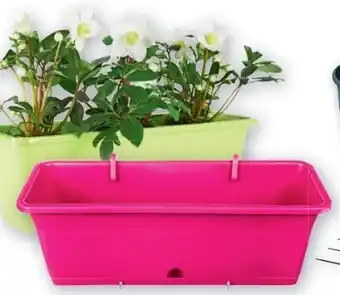 PENNY Blumenkasten Angebot