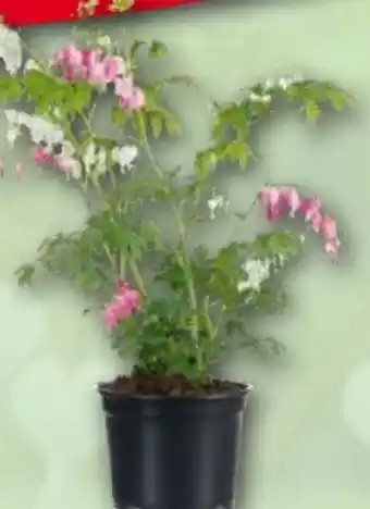 Norma Tränendes Herz Angebot