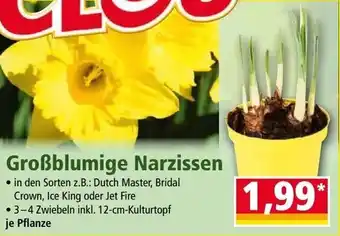 Norma Großblumige Narzissen Angebot