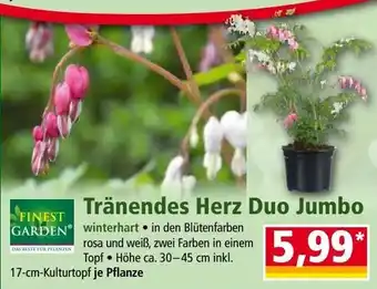 Norma Tränendes Herz Duo Jumbo Angebot