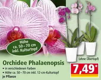 Norma Orchidee Phalaenopsis Angebot
